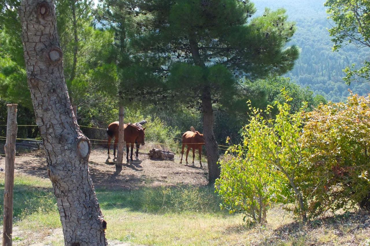 Az.Agr. Il Cavalleggero Campiglia dʼOrcia Dış mekan fotoğraf